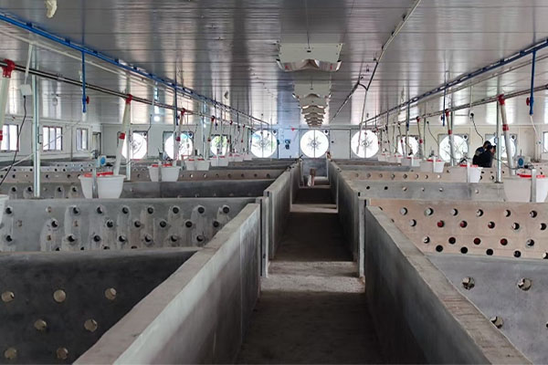 Yuhong Technology Joins Hands with Shaoguan Nanxiong Efficient Pig Farm Farmers to Achieve Excellent Breeding Results